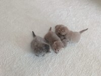 scottish fold yavrular sahiplendirilecektir