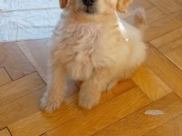 Eğitimli Teacup Maltipoo
