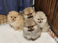 Pomeranian boo köpekler