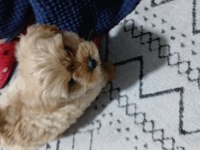 Bazı sebeplerden dolayı vereceğim maltipoo