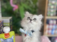 Chinchilla Kuzum Yeni Ailesi İçin Hazır