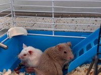 Bir kahve rengi bir süt beyaz 2 adet hamster