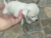 Irk ve sağlık garantili chihuahua yavrular