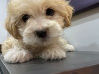 Maltipoo Bebek Yavrular