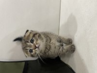 Golden tabby scottish fold