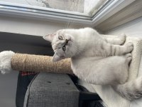 3 aylık british shorthair ve longhair yavrular