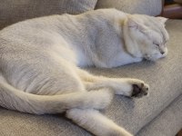 Acil scottish fold oğlum paşaya dişi aranıyor