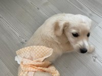 Miya sevgi delisi ve oyuncudur 2 aylık köpeğimiz
