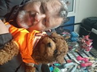 Sahibinden toy poodle