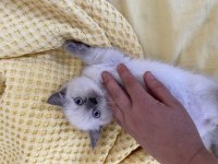 British longhair blue point
