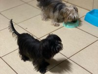 Siyah inci ve goldas yorkshire terrier