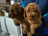 Bursa toy poodle