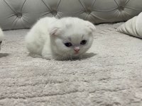 Scottish fold yeni yuvalarına gitmeye bekliyorlar