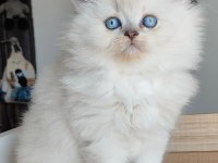 British Longhair Kedilerim