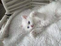 2 aylık british longhair
