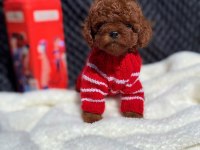 KORE DİŞİ POODLE