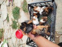 Safkandırlar guinea pig