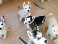 SAFKAN HUSKY YAVRULARI
