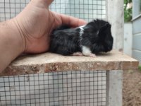 Guinea pig yavrularım