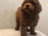 IRK GARANTİLİ TOY POODLE YAVRULARI