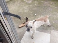 Oyuncu ve hareketli french bulldog