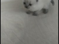 Teslime hazır british shorthair kediler