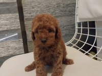 2 aylık safkan poodle