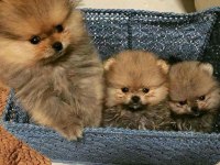 POMERANİAN BEBEKLERİMİZ KG GARANTİLİ