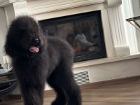 Dev labradoodle 4,5 aylık erkek aile köpeği