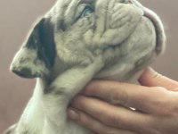 En iyi egzotik ingiliz bulldog yavrularımız