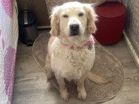 Golden Retriever Köpeğimizi Sahiplendirme