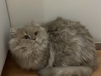 Cy11 Cinnamon British Longhair