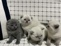 British shorthair yavrularımız yuvalarına gitmeye hazır
