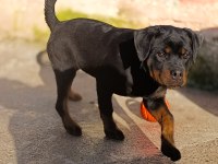 4 aylık dişi rottweiler