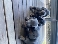 Blue Dachshund (sosis köpek) Yavrular