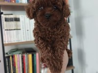 Toy poodle yavru köpeklerimiz