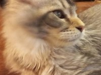 Safkan son erkek maine coon yavru istanbul içine