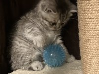 Dişi yavru 45 günlük british shorthair