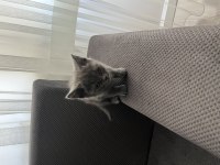 Scottish fold ve straight yavrular