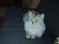 Kedilere yeni yuvalarını arıyorum