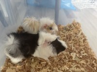 2 adet ginepig ve yuvaları