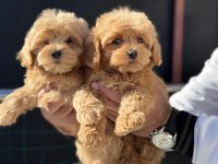 Ruhsatlı çiftlikde ziyarete açık kore maltipoo