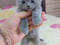 Scottish fold erkek