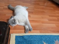 Evcil scottish fold blue point