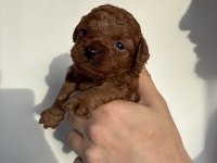 Orijinal kore toy poodle müthiş kalite