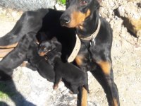 sahiplendirme doberman