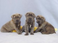 Iyisi değil en iyisi cane corso kapıda ödeme mevcuttur