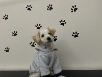 Minnak aşı tam maltipoo