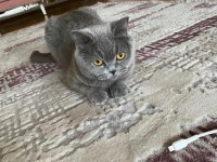 British shorthair kedimize yeni ev arıyoruz