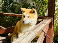 Akita İnu erkek yavru